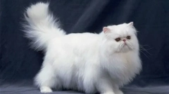 10 Ras kotów, które jeszcze nie nauczyły się złapać myszy